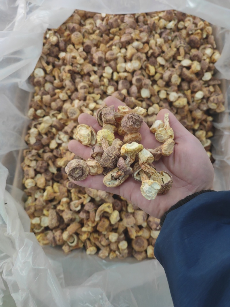 【牛商推荐松茸】姬松茸福建姬松茸保质保量产地直发欢迎来电