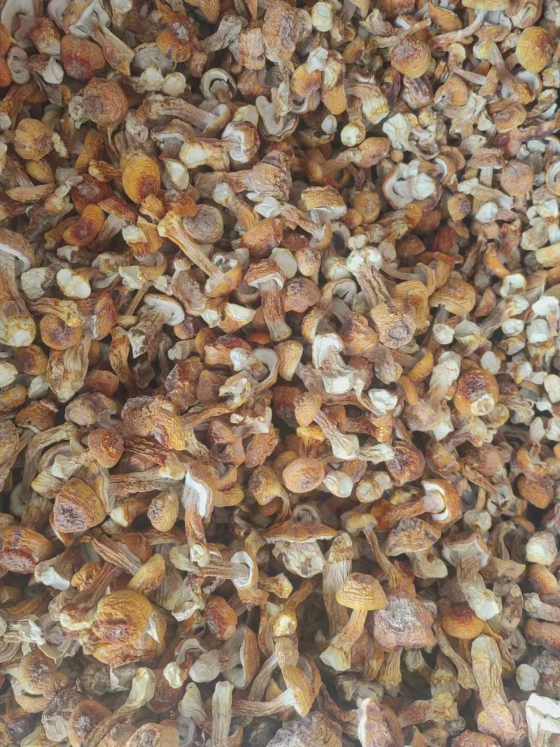 【牛商推荐松茸】姬松茸福建姬松茸保质保量产地直发欢迎来电