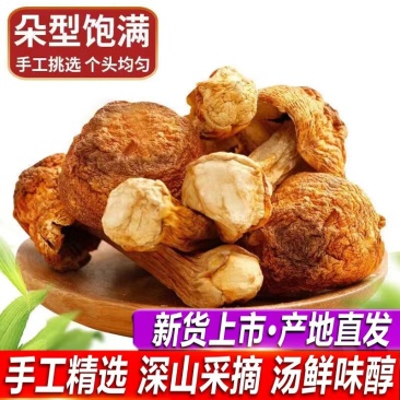 【牛商推荐松茸】姬松茸福建姬松茸保质保量产地直发欢迎来电