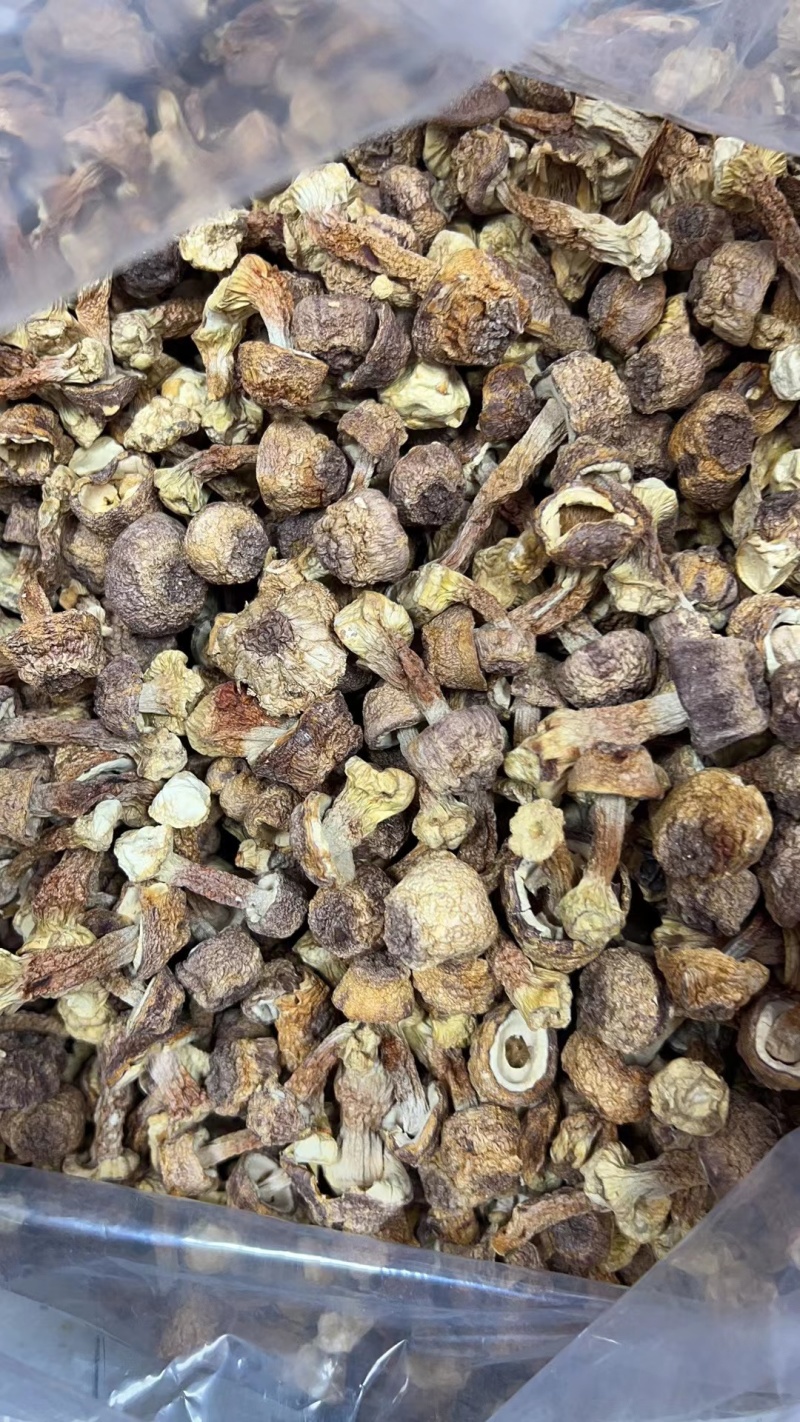 【牛商推荐松茸】姬松茸福建姬松茸保质保量产地直发欢迎来电
