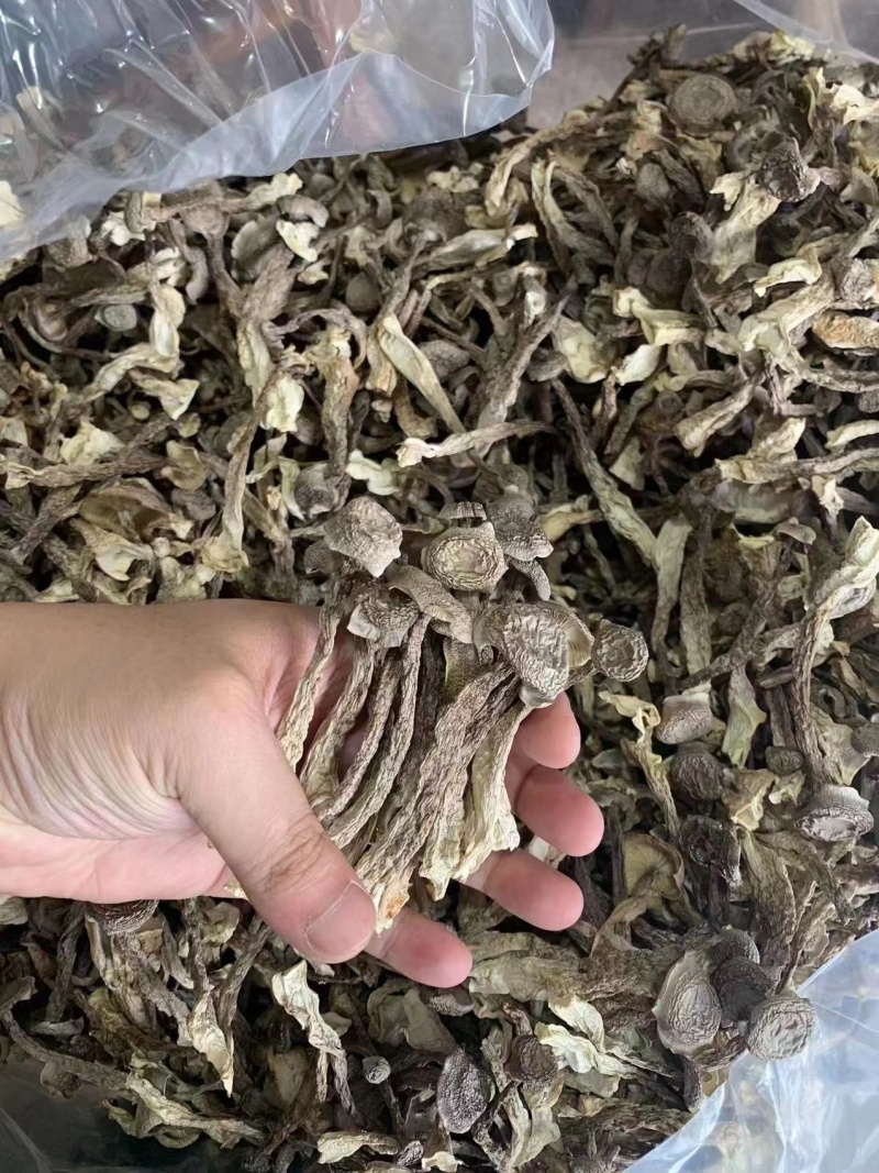 古田无硫干货鹿茸菇菌香浓郁品质保证量大从优