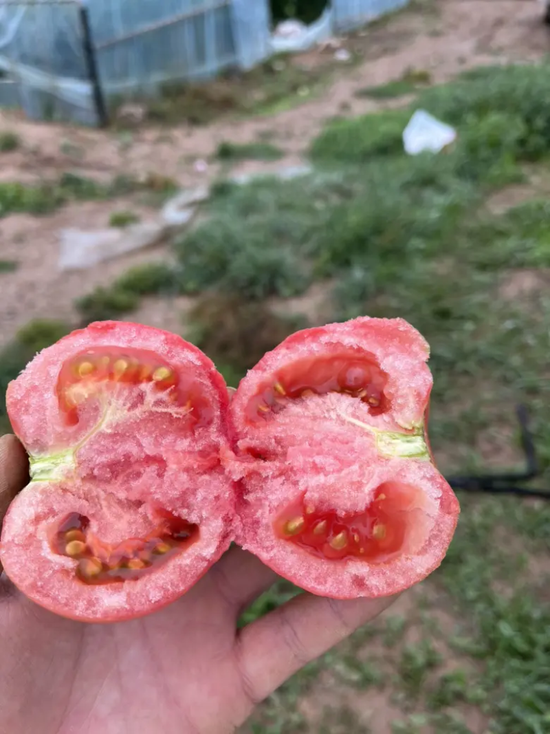 【产地直供】河北313硬粉西红柿大量上市可视频看货欢迎来电