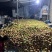 【热卖推荐】河北本地硬粉3113西红柿大量供应价格可来电详谈