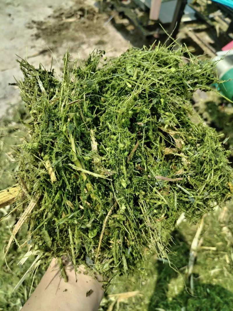 青贮秸秆揉丝饲料玉米秸秆散装打包规格齐全