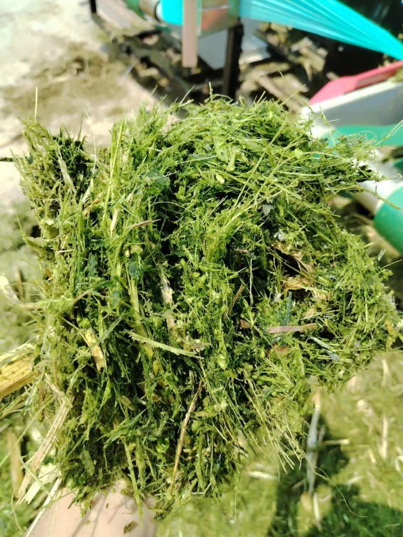 青贮秸秆揉丝饲料玉米秸秆散装打包规格齐全