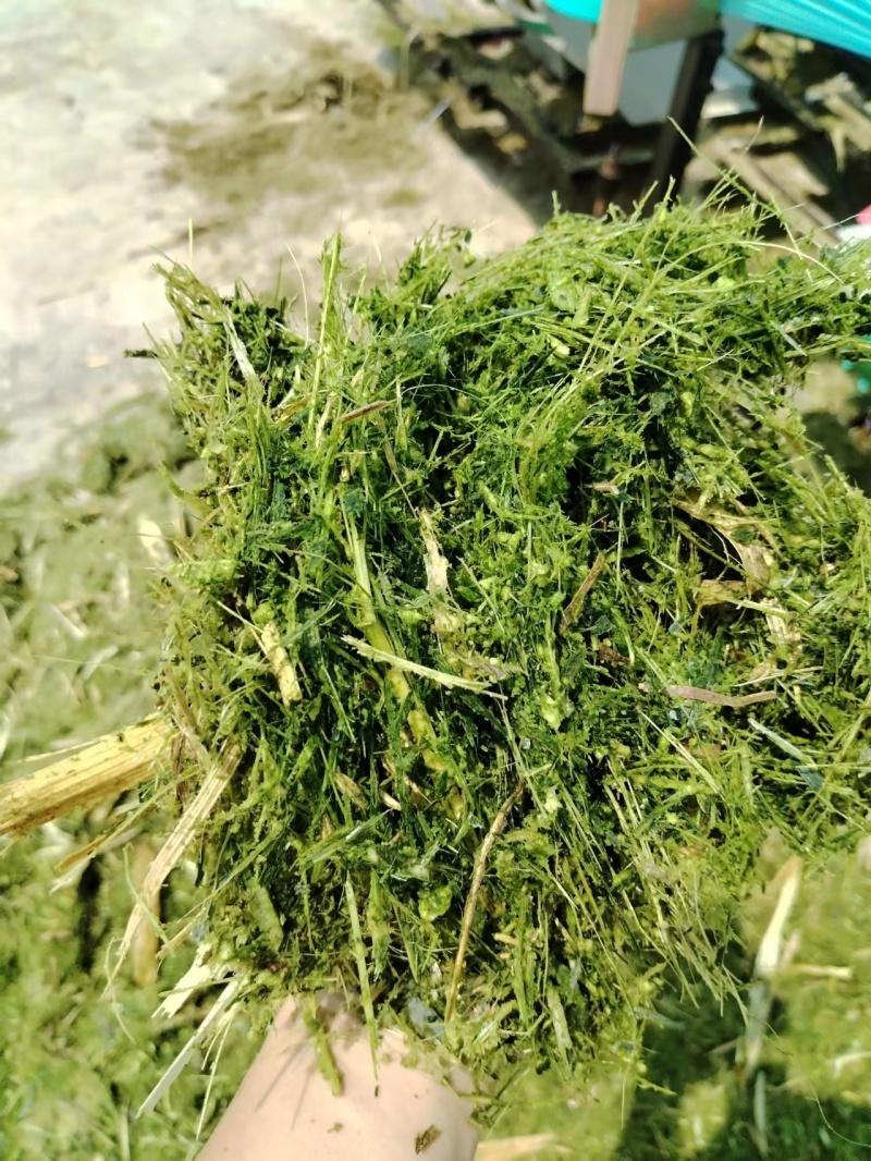 青贮秸秆揉丝饲料玉米秸秆散装打包规格齐全