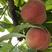 【精品桃】所有毛桃系列黄油桃和油蟠桃系列产品