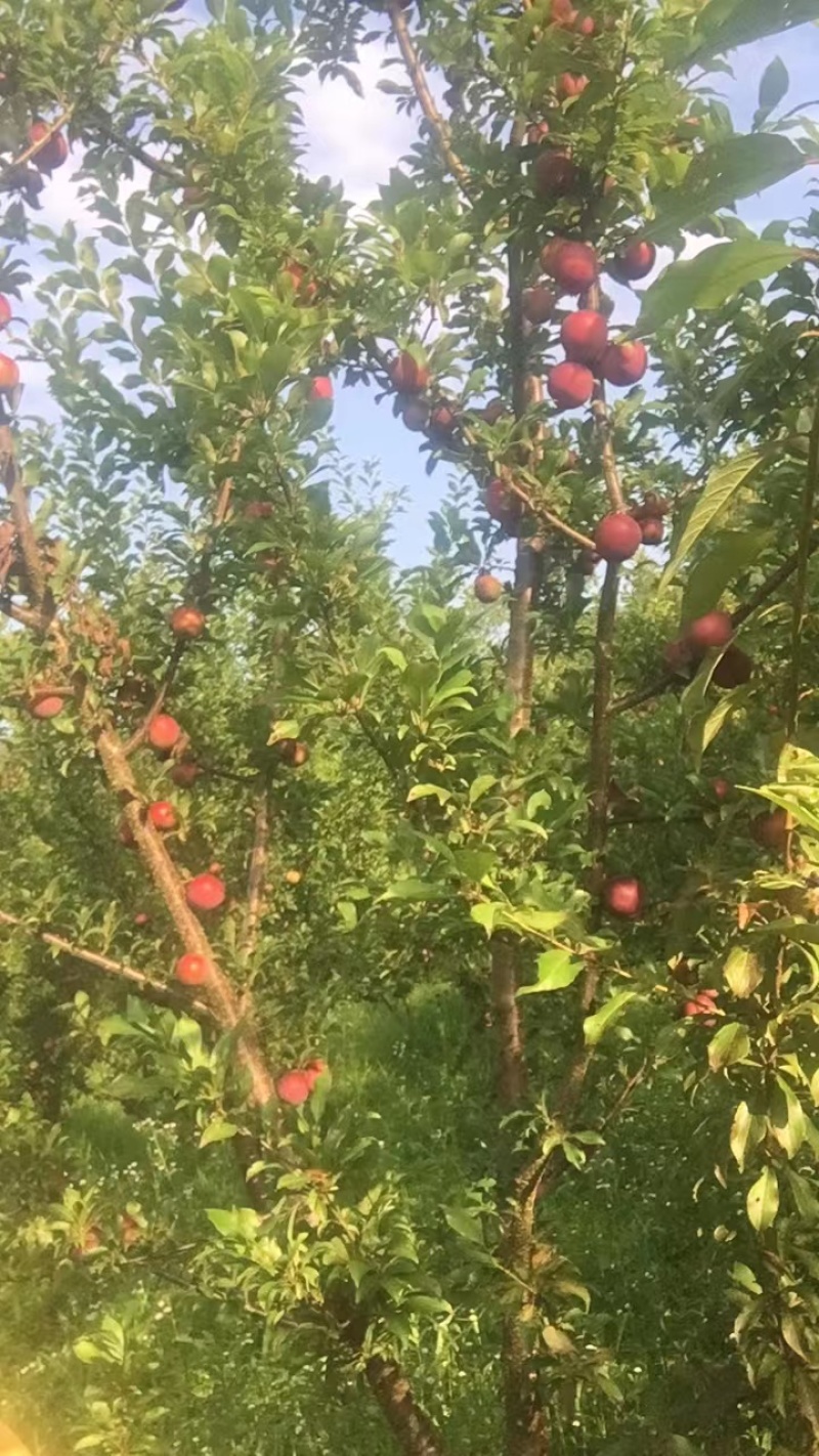 万州区大量供应，大红袍李子，味美可口，多汁新鲜，货量充足