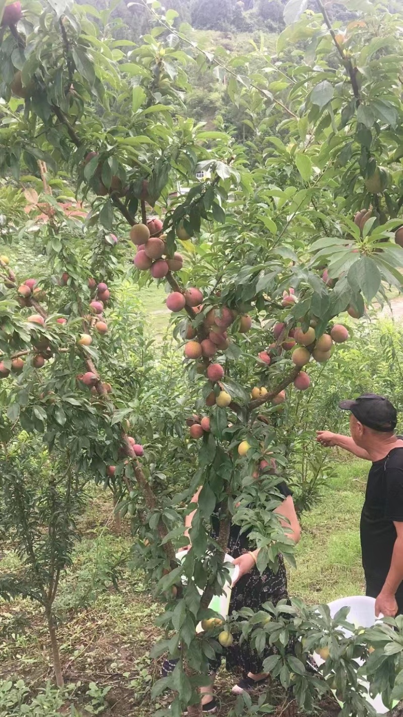 万州区大量供应，大红袍李子，味美可口，多汁新鲜，货量充足