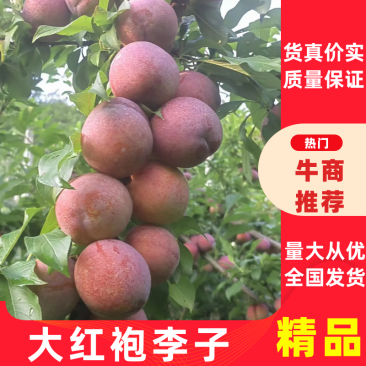 万州区大量供应,大红袍李子,味美可口,多汁新鲜,货量充足
