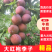 万州区大量供应,大红袍李子,味美可口,多汁新鲜,货量充足