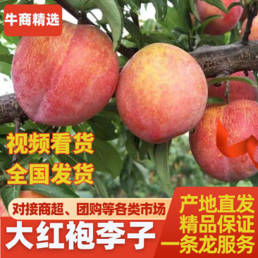 大红袍李子甜美多汁，产地重庆万州，现摘现发，全国发货