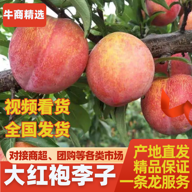大红袍李子甜美多汁，产地重庆万州，现摘现发，全国发货