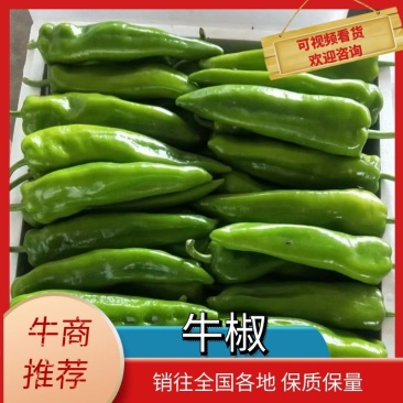 精品尖辣椒牛椒可散装，可装箱，代发全国，产地代办