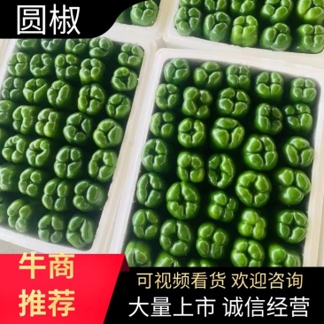 【精品】应县精品圆椒大量供应，可散装，可装箱，产地代办