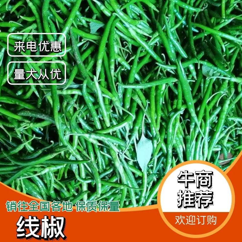 精品鲜辣椒湖北线椒大量供应中产地直发对接商超市场等