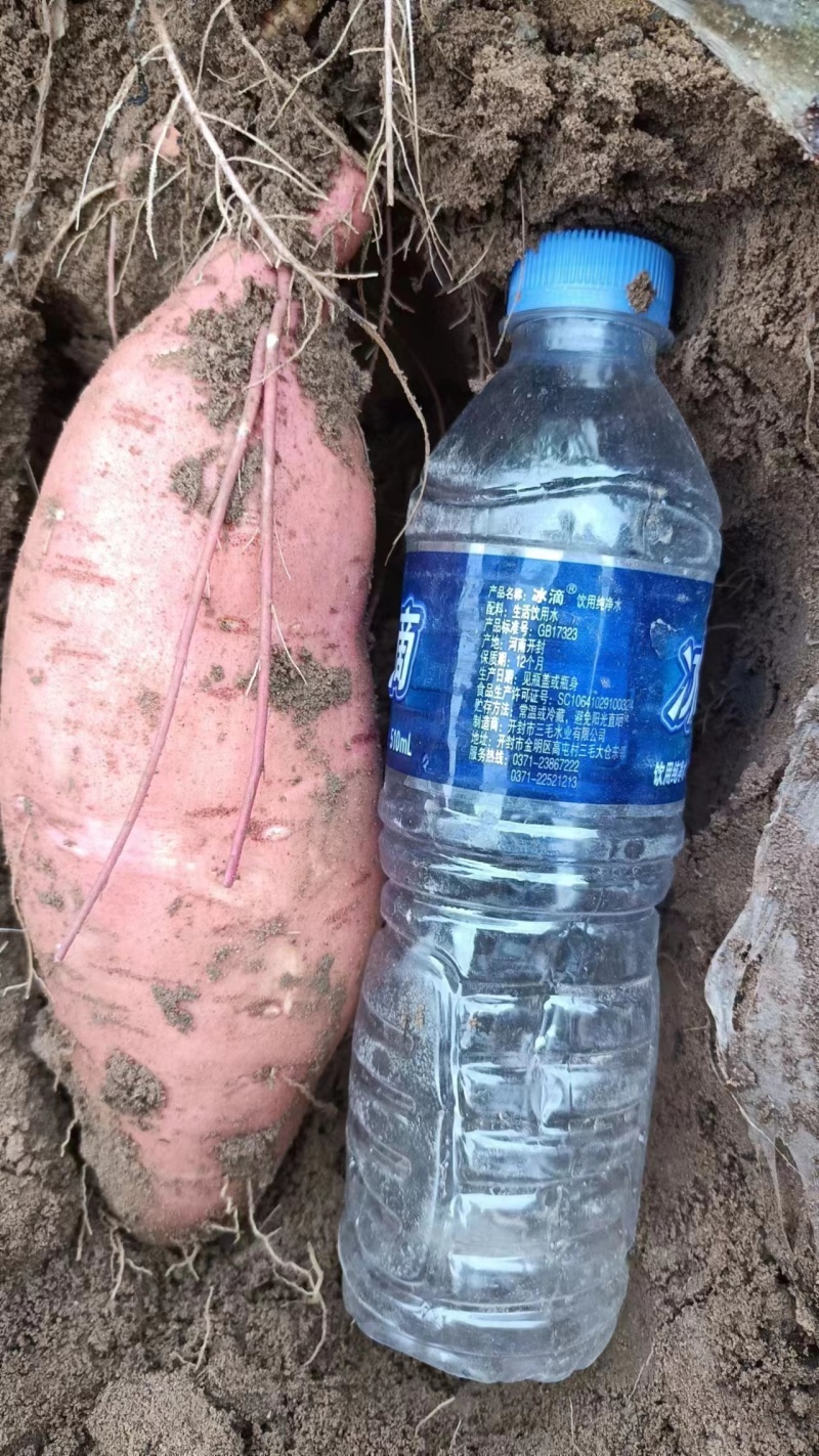 【实力推荐】河南开封本地龙九红薯大量上市量大从优欢迎联系