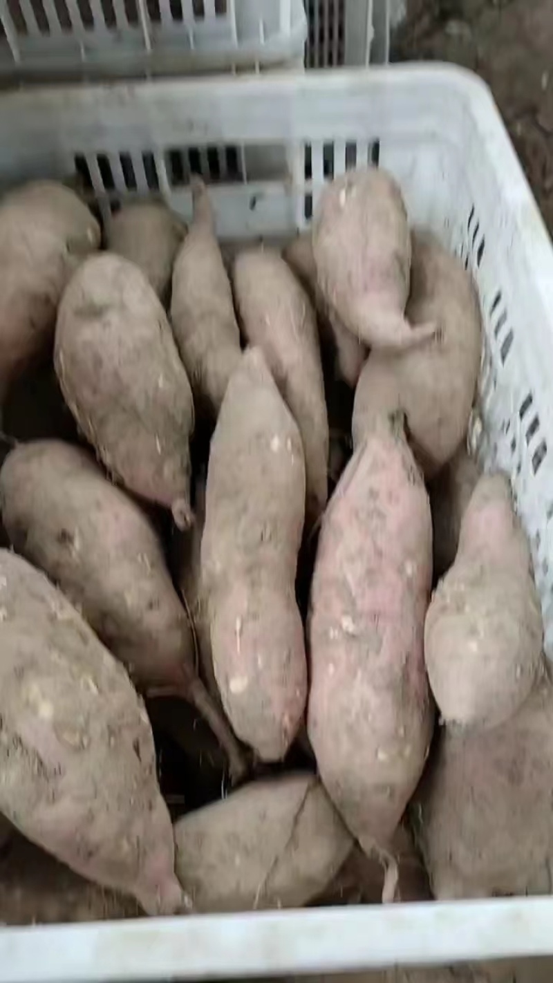【实力推荐】河南开封本地龙九红薯大量上市量大从优欢迎联系