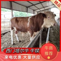 肉牛犊西门塔尔牛犊包技术包回收免费运输货到付款