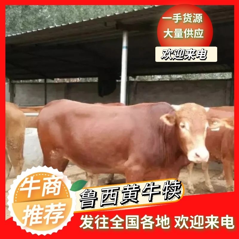 黄牛犊杂交肉牛五元改良肉牛包技术包回收包成活