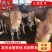 鲁西黄牛犊五元改良肉牛自养直销包技术包回收