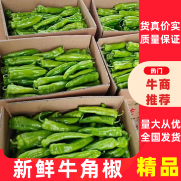 【推荐】牛角椒，鲜辣椒产地一手货源可视频看货量大