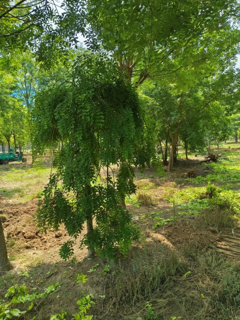 20公分法桐，胸径20公分带帽法桐