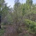 25公分法桐，25公分法国梧桐