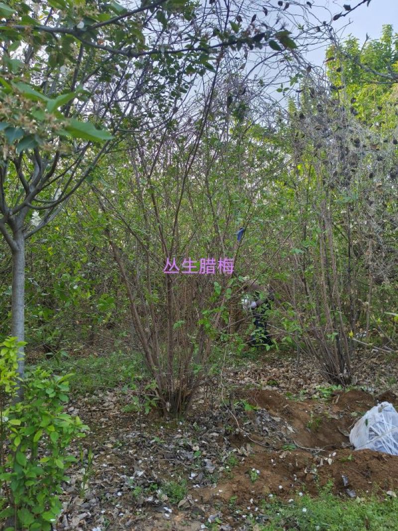 25公分法桐，25公分法国梧桐