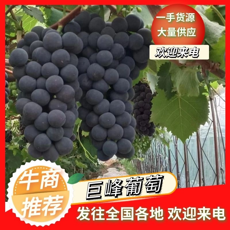 辽宁巨峰葡萄大量上货产地直发口感甜耐运输欢迎选购