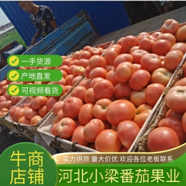 【热卖推荐】河北本地硬粉3113西红柿大量供应价格可来电详谈