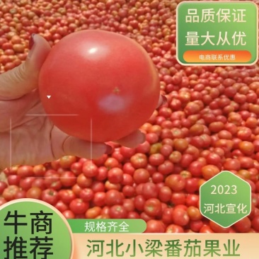 【产地直供】河北313硬粉西红柿大量上市可视频看货欢迎来电