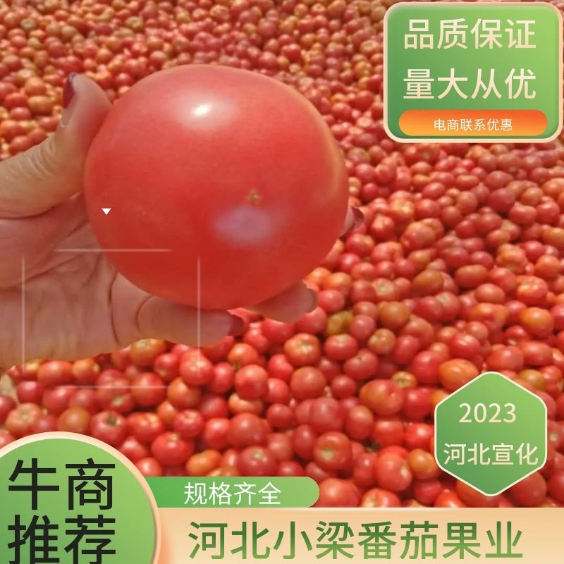 【产地直供】河北313硬粉西红柿大量上市可视频看货欢迎来电