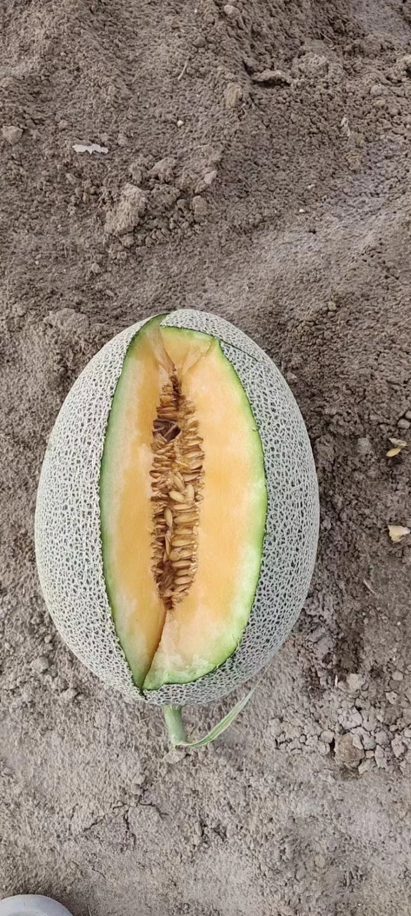 西州蜜瓜甘肃民勤哈密瓜产地直发量大从优脆甜可口电联