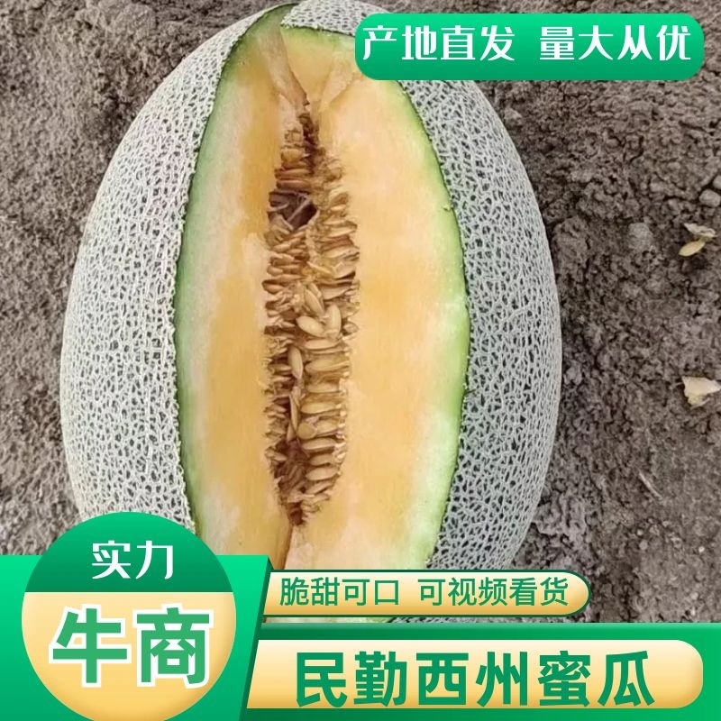 西州蜜瓜甘肃民勤哈密瓜产地直发量大从优脆甜可口电联