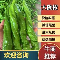 山西应县精品大龙椒、大量上市，二十五厘米以上，产地代办、