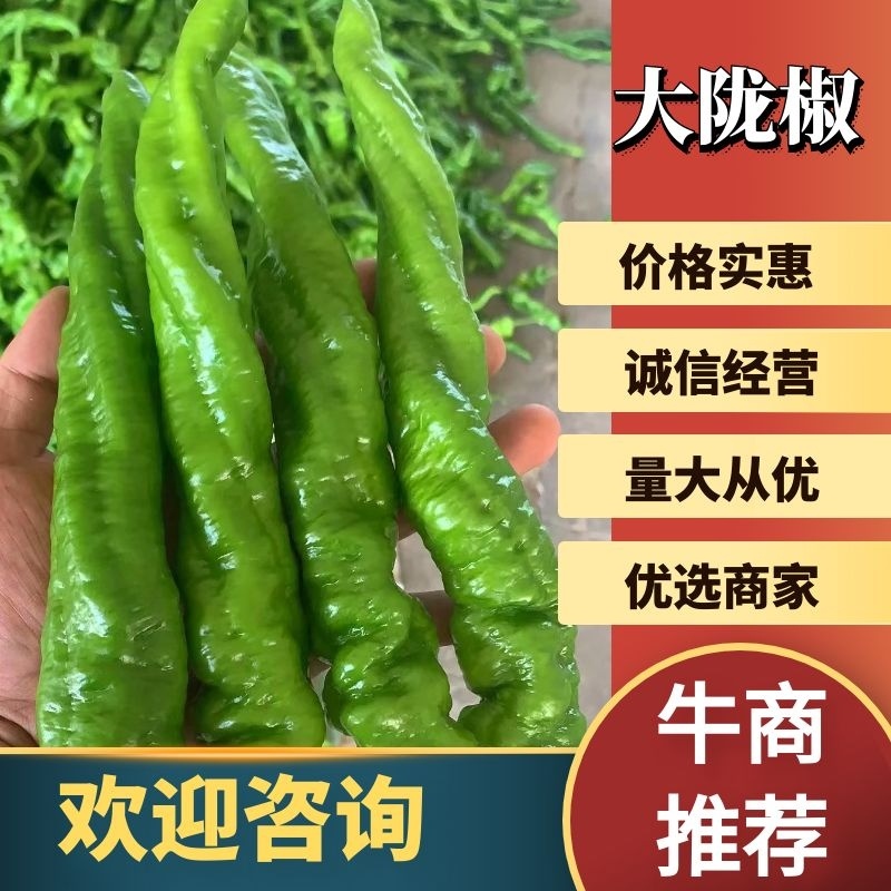 山西应县精品螺丝椒、全螺，大量上市，产地代办、