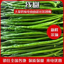 山西应县精品优质线椒、条型好20cm以上、货源充足