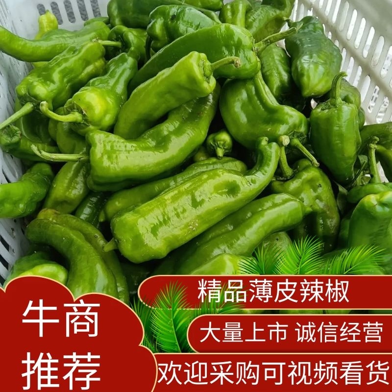 江苏精品【薄皮辣椒】薄皮青椒基地直发货源充足欢迎抢购