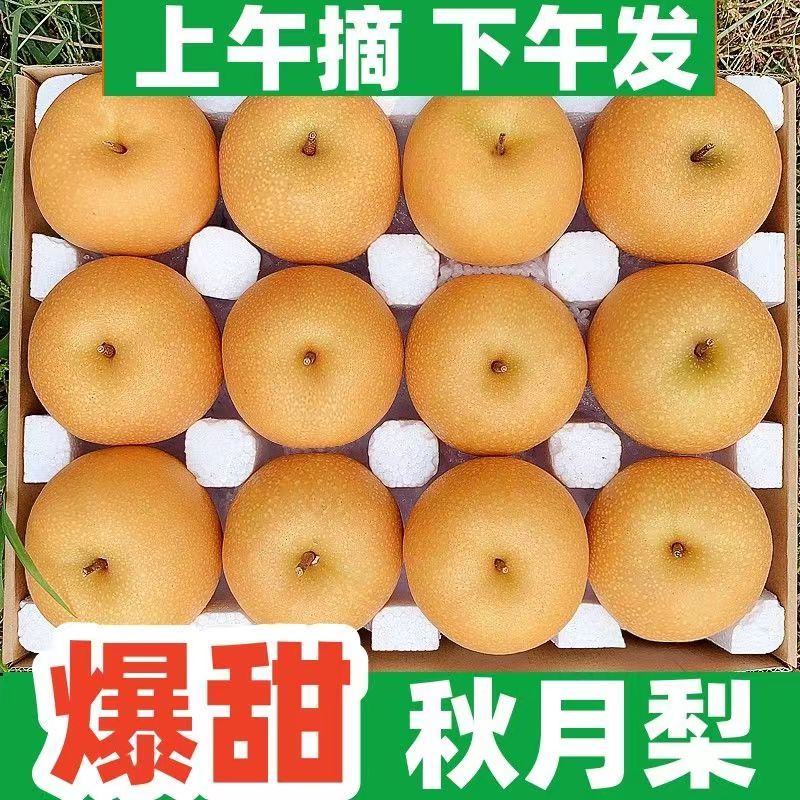 [推荐]山东正宗秋月梨梨果园直发脆甜爆汁专业代办