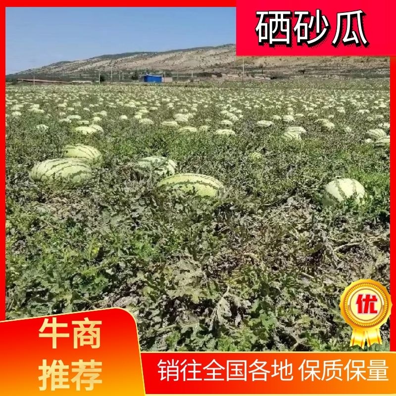 宁夏石头瓜大量上市，口感好价格实惠，欢迎咨询