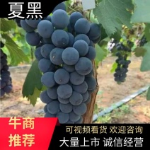 夏黑葡萄品质好量大从优