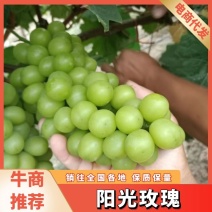葡萄阳光玫瑰，口感甜糖度高，一件代发。对接电商平台。
