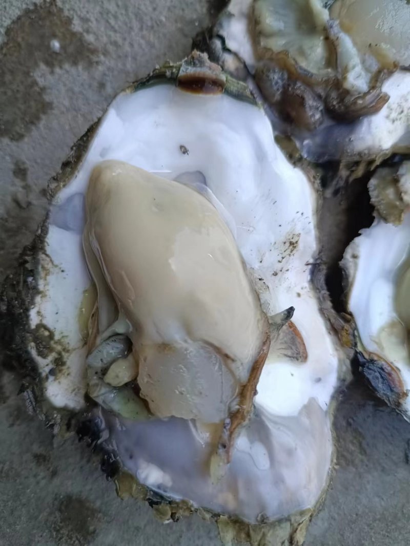 辽宁生蚝/大金生蚝，货量充足/一手货源，现捞现发
