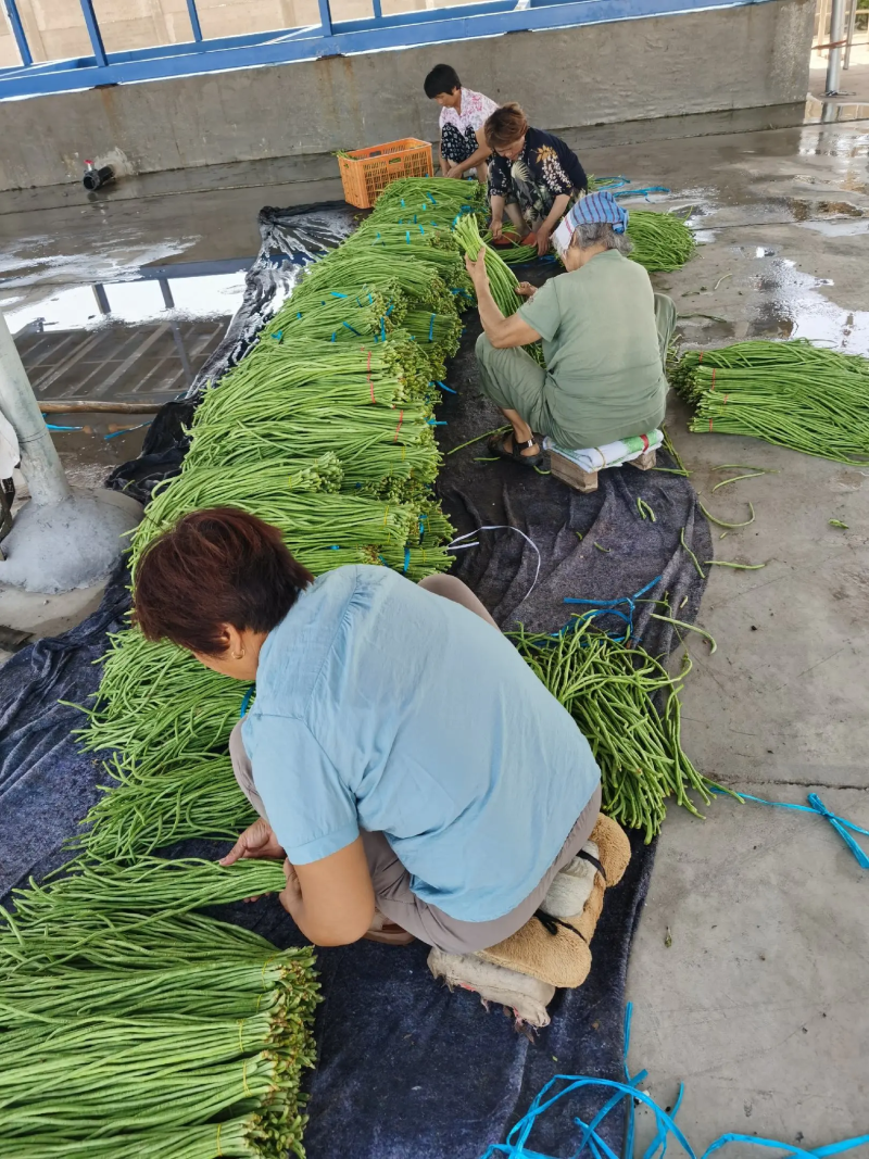 安徽埇桥新鲜长豆角青条豆角大棚青豆角一手货源基地直发