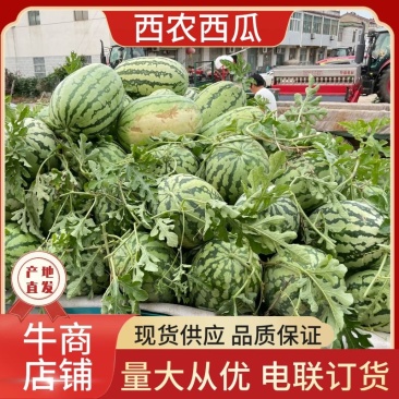 西农西瓜江苏西瓜宿迁产地直发大量有货价格公道电联采购
