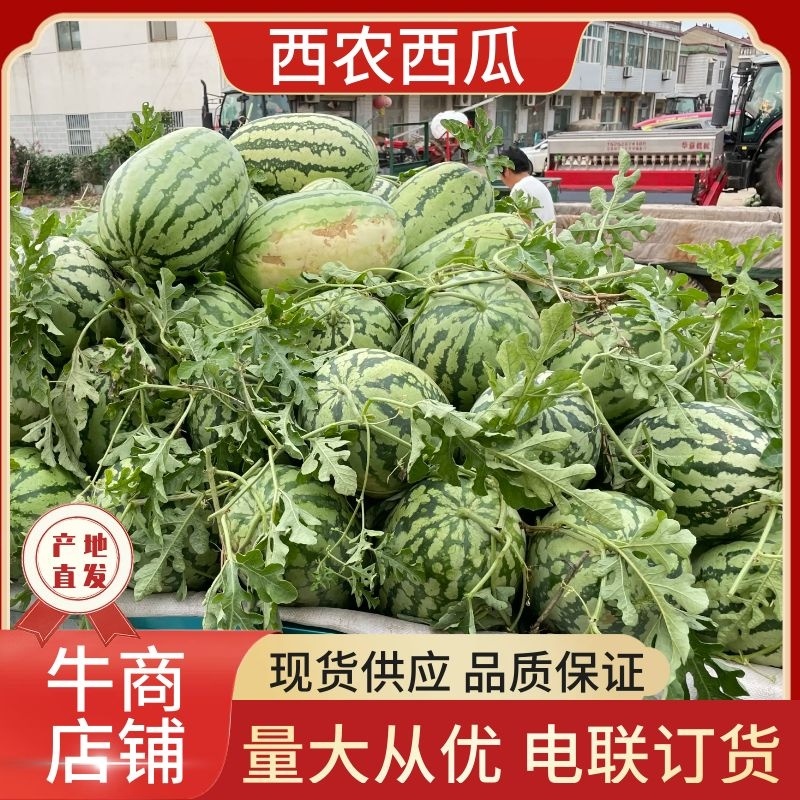 西农西瓜江苏西瓜宿迁产地直发大量有货价格公道电联采购
