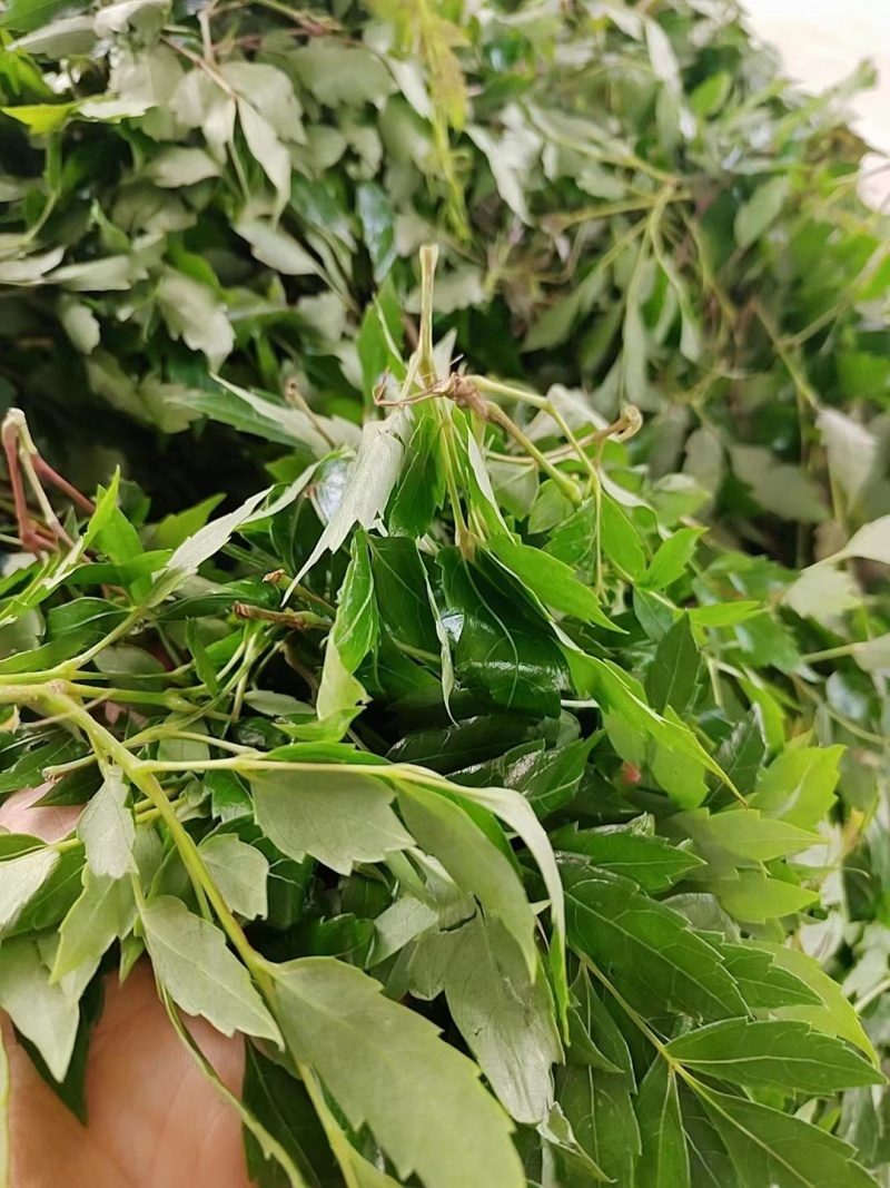 野生藤茶/茶粉/精品藤茶/藤茶原料莓茶茶叶欢迎来电选购