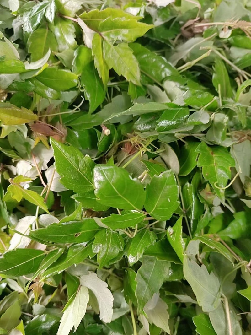 野生藤茶/茶粉/精品藤茶/藤茶原料莓茶茶叶欢迎来电选购
