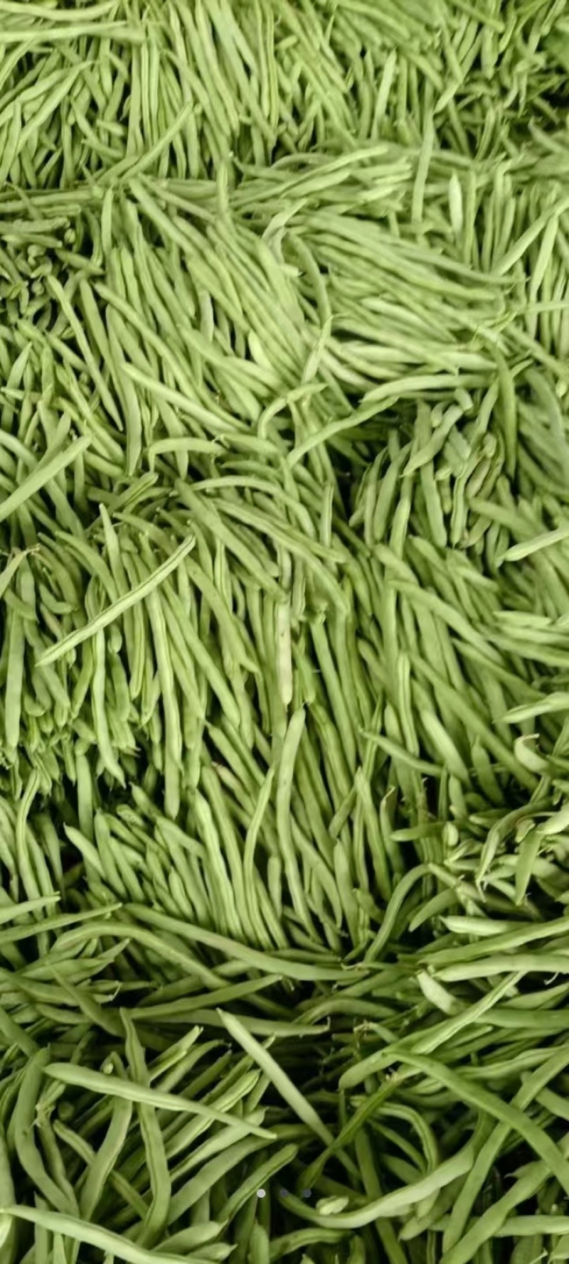 【热】山西四季豆应县扁豆白无丝品种齐全产地直发欢迎来电咨询